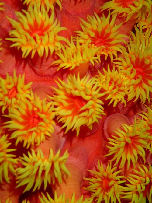 Orange Cup Coral, Yeben Island, Raja Ampat