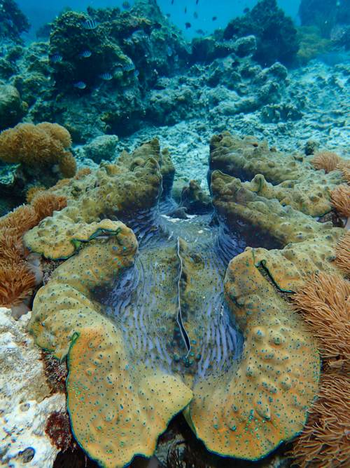 Giant Clam, Yeben Island, Raja Ampat