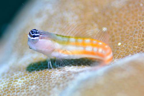 Blenni, Yeben Island, Raja Ampat