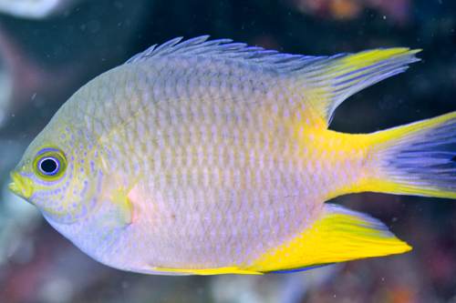 2017 06-18%2006.47.06_Vivid%2B_500_web60%25