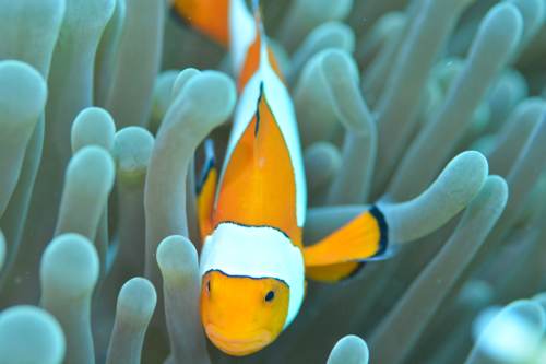 Clown fish, Yeben Island, Raja Ampat