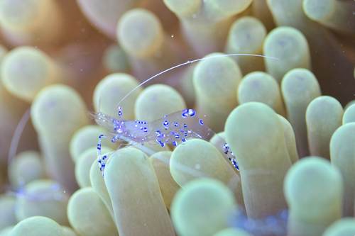Sexy shrimp, Yeben Island, Raja Ampat