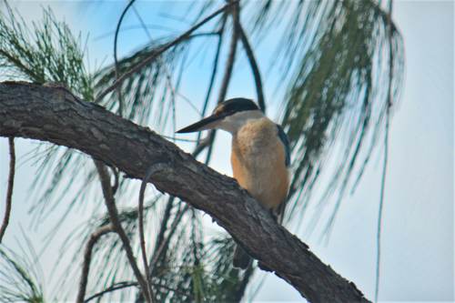 Yeben island bird, Raja Ampat