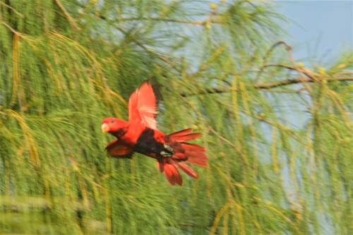 red bird of Yeben, Raja Ampat