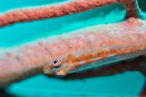 2017 06-20%2012.02.09_vivid_500_web60%25