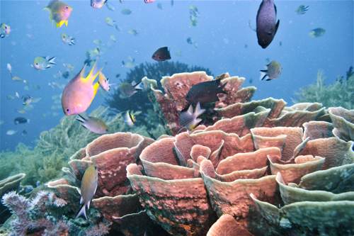 2017 06-21%2008.06.04_Vivid_500_60%25