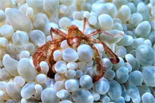 Orangutan Crab, Yeben Island, Raja Ampat