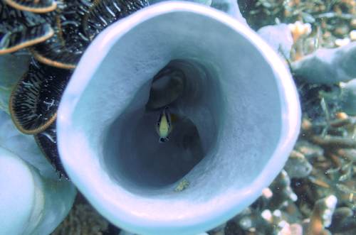 2017 07-14%2012.43.37_Vivid_500_web10%25