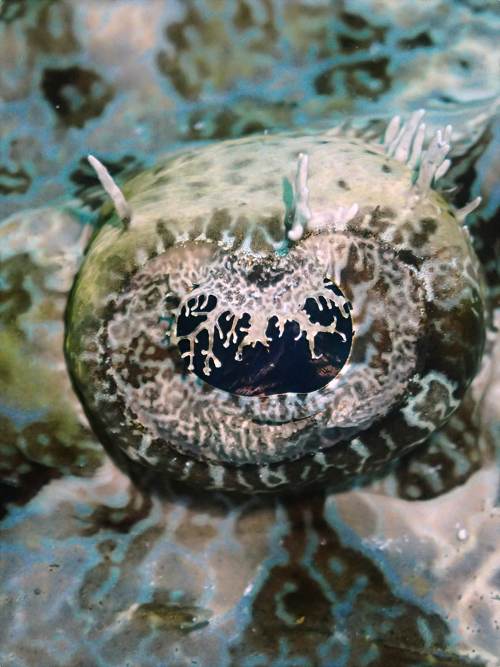 Eye(Giant Flathead), Yeben Island, Raja Ampat