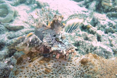 Devil Scorpion fish, Yeben Island, Raja Ampat