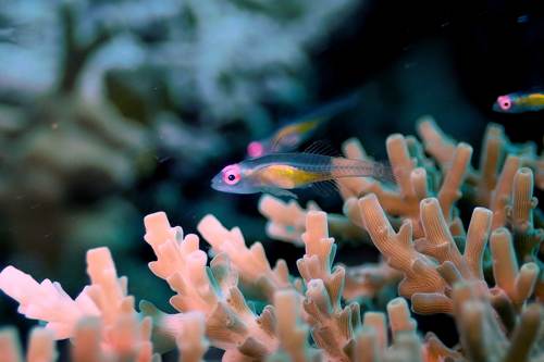 Pinkeye Goby, Yeben Island, Raja Ampat