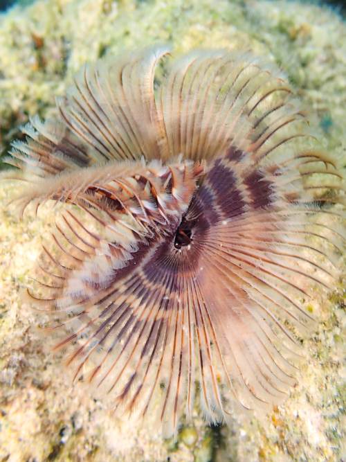 2017 07-14%2013.31.48_Vivid%2B_500_web60%25