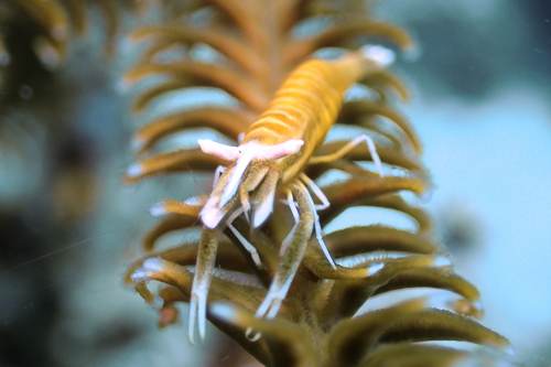 2017 07-15%2010.34.36_Vivid%2B_500_web60%25