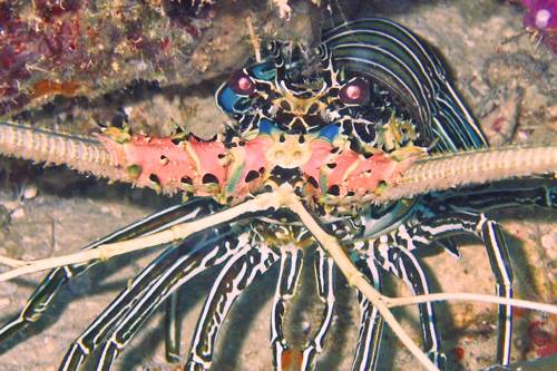 Lobster, Yeben Island, Raja Ampat