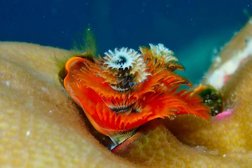 2017 07-18%2010.41.05_vivid_500_web60%25