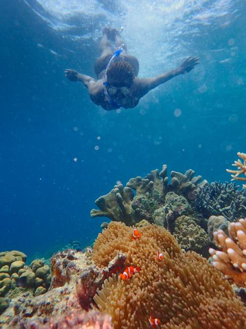 Snorkeler above clown fish hiding in soft corals, Yeben Island, Raja Ampat