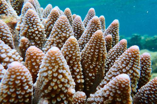 2017 07-18%2013.16.00_vivid_500_web60%25