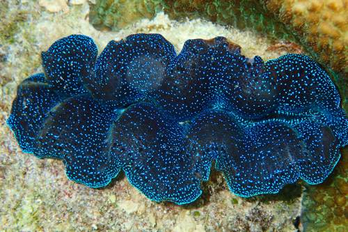 2017 07-18%2013.29.13_vivid_500_web60%25