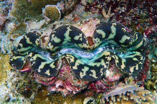 2017 07-18%2013.38.47_Vivid%2B_500_web60%25