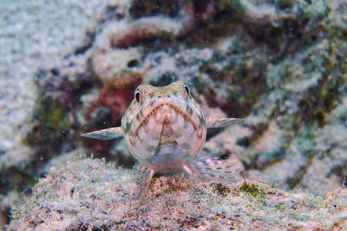 Lizardfish, Yeben Island, Raja Ampat