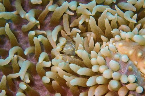 2017 07-22%2010.31.15_Vivid%2B_500_web60%25