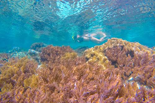 Snorkeling in Yeben Shallow, Raja Ampat