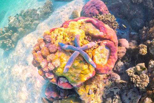 Star Fish in Yeben Shallow, Raja Ampat