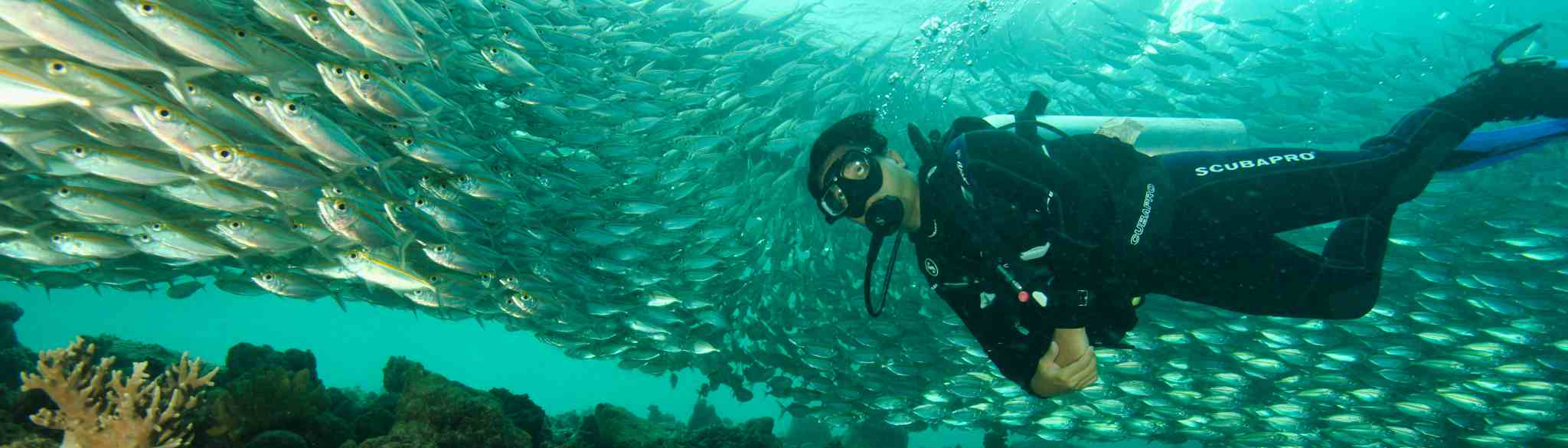 Cove Jetty - School of fishes