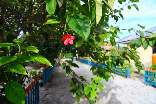 Excursion no. 2: Trees along Arborek streets