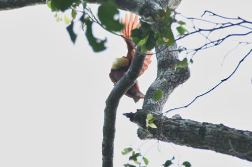 Excursion no. 2: Cendrawasih during bird watching excursion