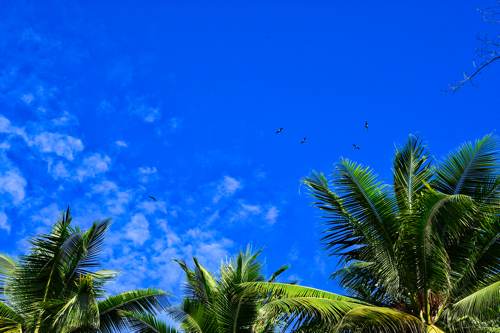 Bird flying above Yeben island coconut trees, Raja Ampat