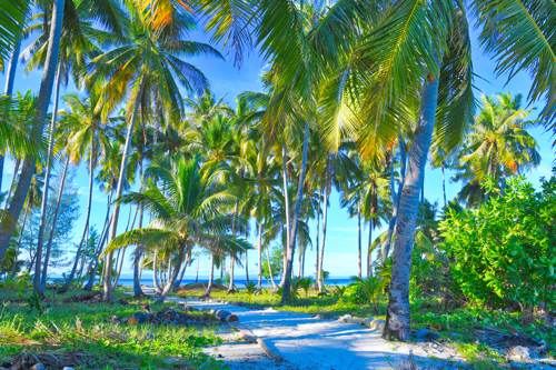 Coconut trees at Tanjung beach, Yeben Island, Raja Ampat