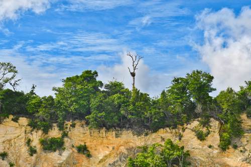 bird nest above the cliff of Yeben Island, Raja Ampat